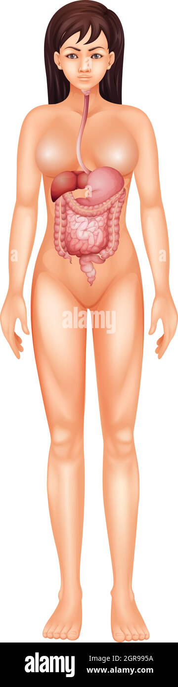 Menschliche Verdauungssystem Stock Vektor