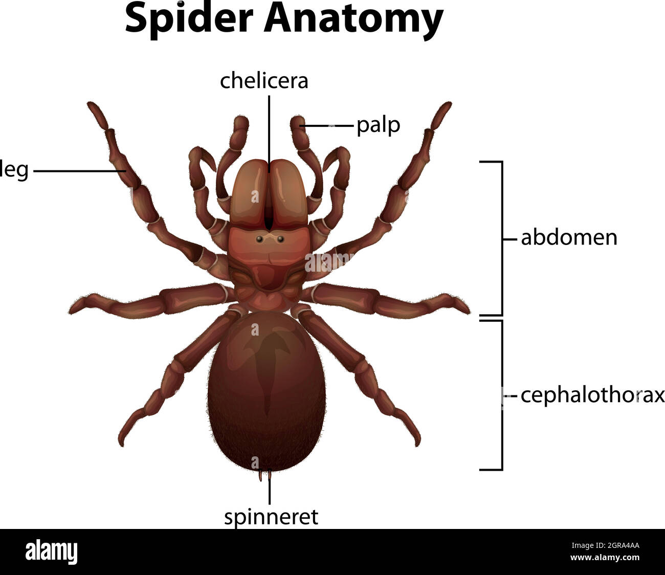 Anatomie der Spinne Stock Vektor