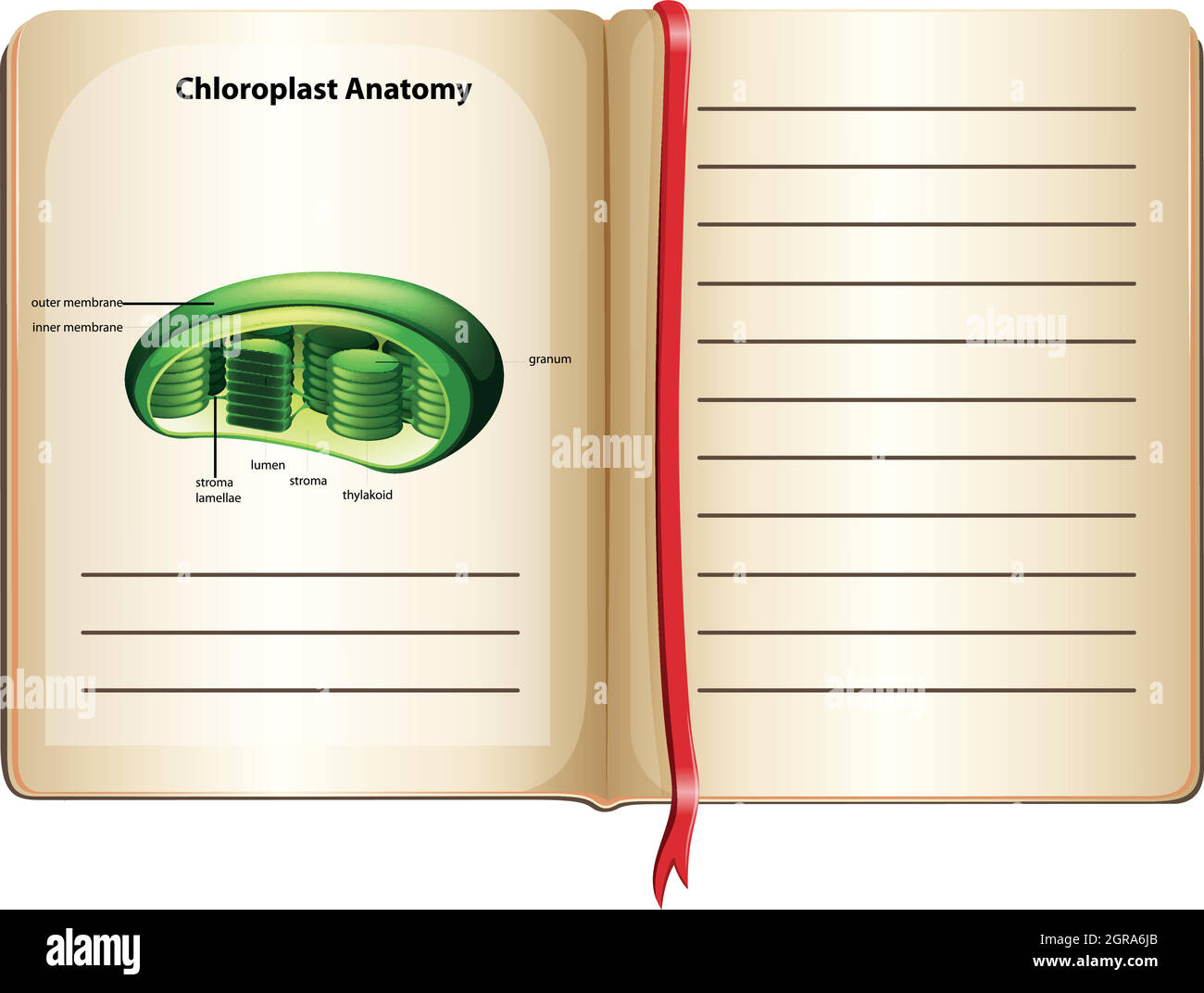 Buch mit Chloroplast Anatomie auf Seite Stock Vektor