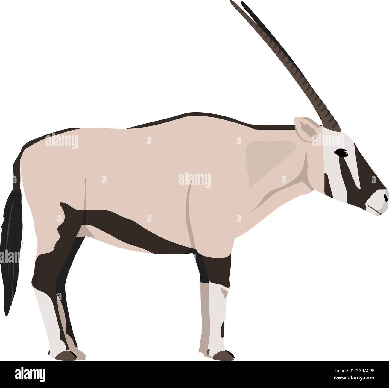 Oryx gazella - Gemsbok - Seitenansicht - Flachvektor isoliert Stock Vektor
