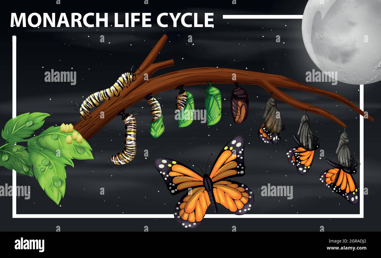 Monarch-Lebenszyklusdiagramm Stock Vektor