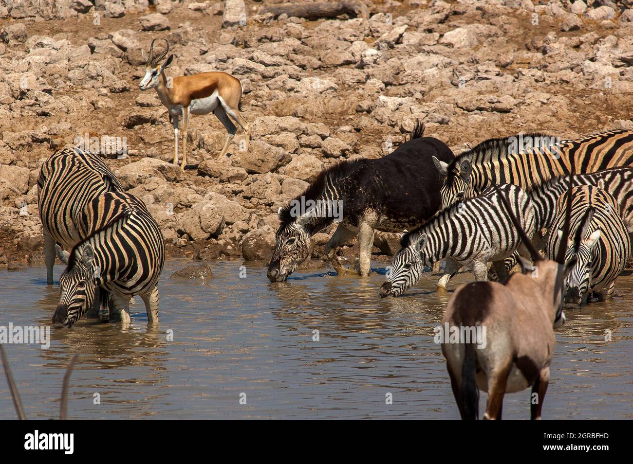 Seltene schwarze Zebras leiden an einem Zustand, der als Pseudo-Melanismus oder Abundismus-Trinkwasser im Okaukuejo Waterhole, Etosha National Park, Namibia, bezeichnet wird Stockfoto