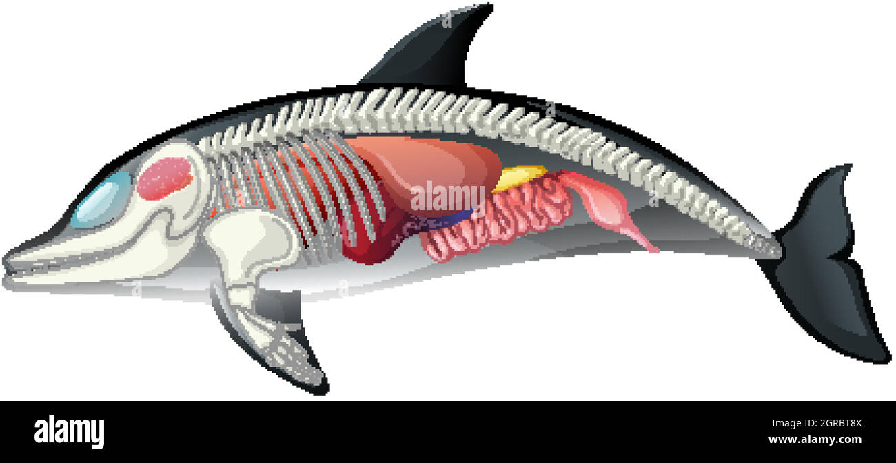 Anatomie des Delphins isoliert auf weißem Hintergrund Stock Vektor