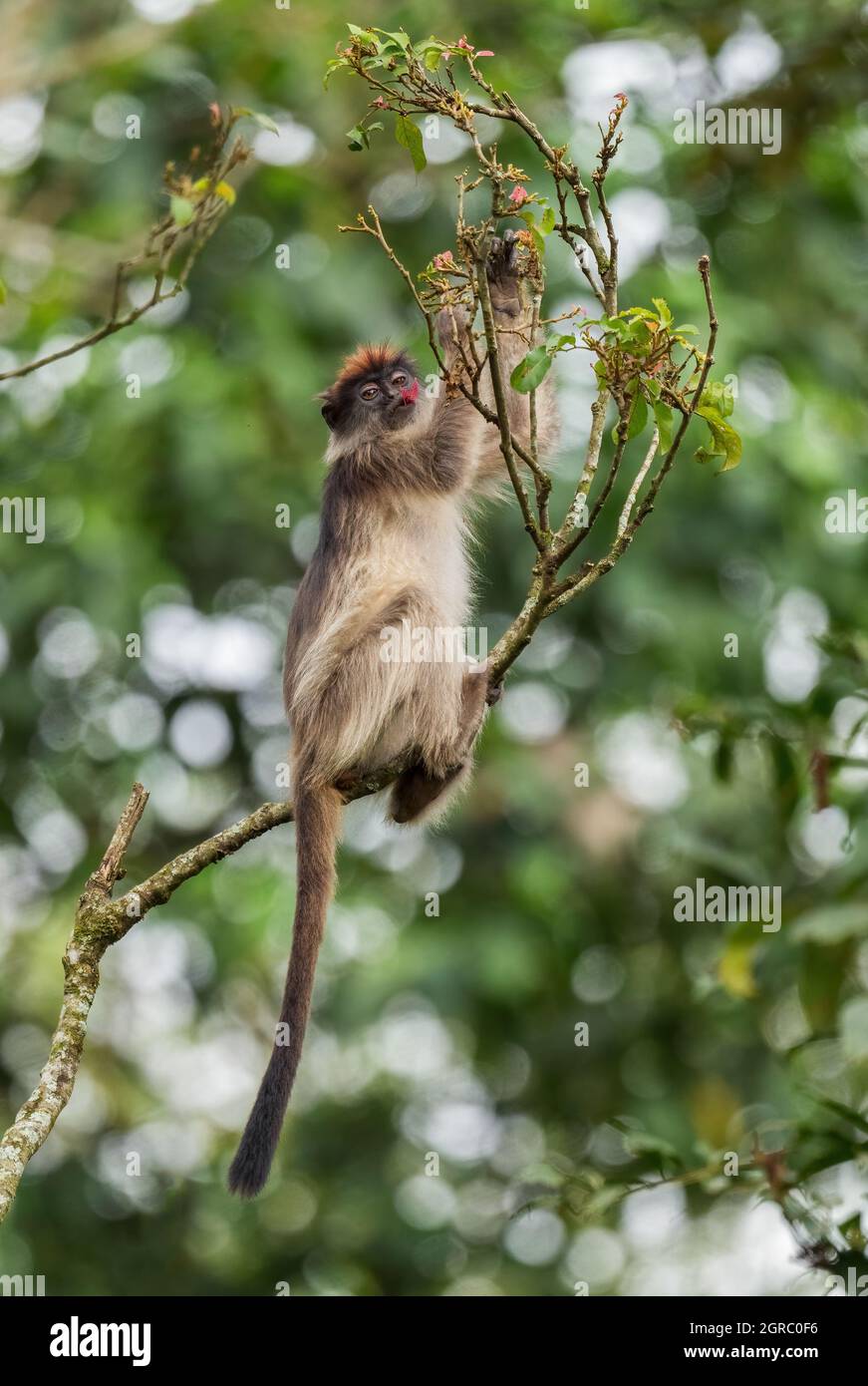 Ugandisch Red Colobus - Piliocolobus tephrosceles, schönes, schüchternes, seltenes Primat aus afrikanischen Wäldern, Kibale-Wald, Uganda. Stockfoto