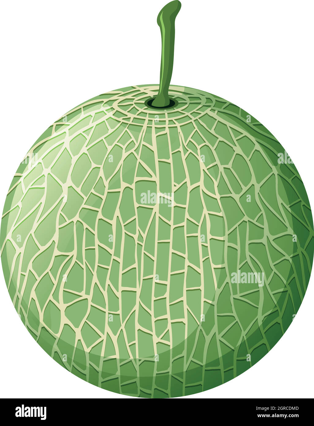 Frische Melone auf weißem Hintergrund Stock Vektor