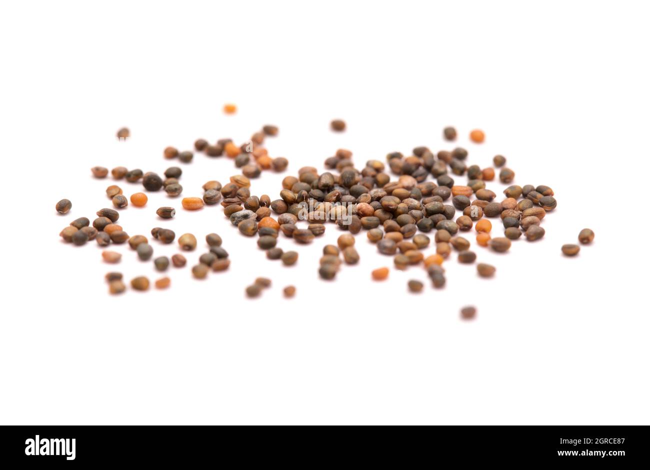 Kleine Samen von Rucola, lokale Produkte der Kanarischen Inseln, Spanien Stockfoto