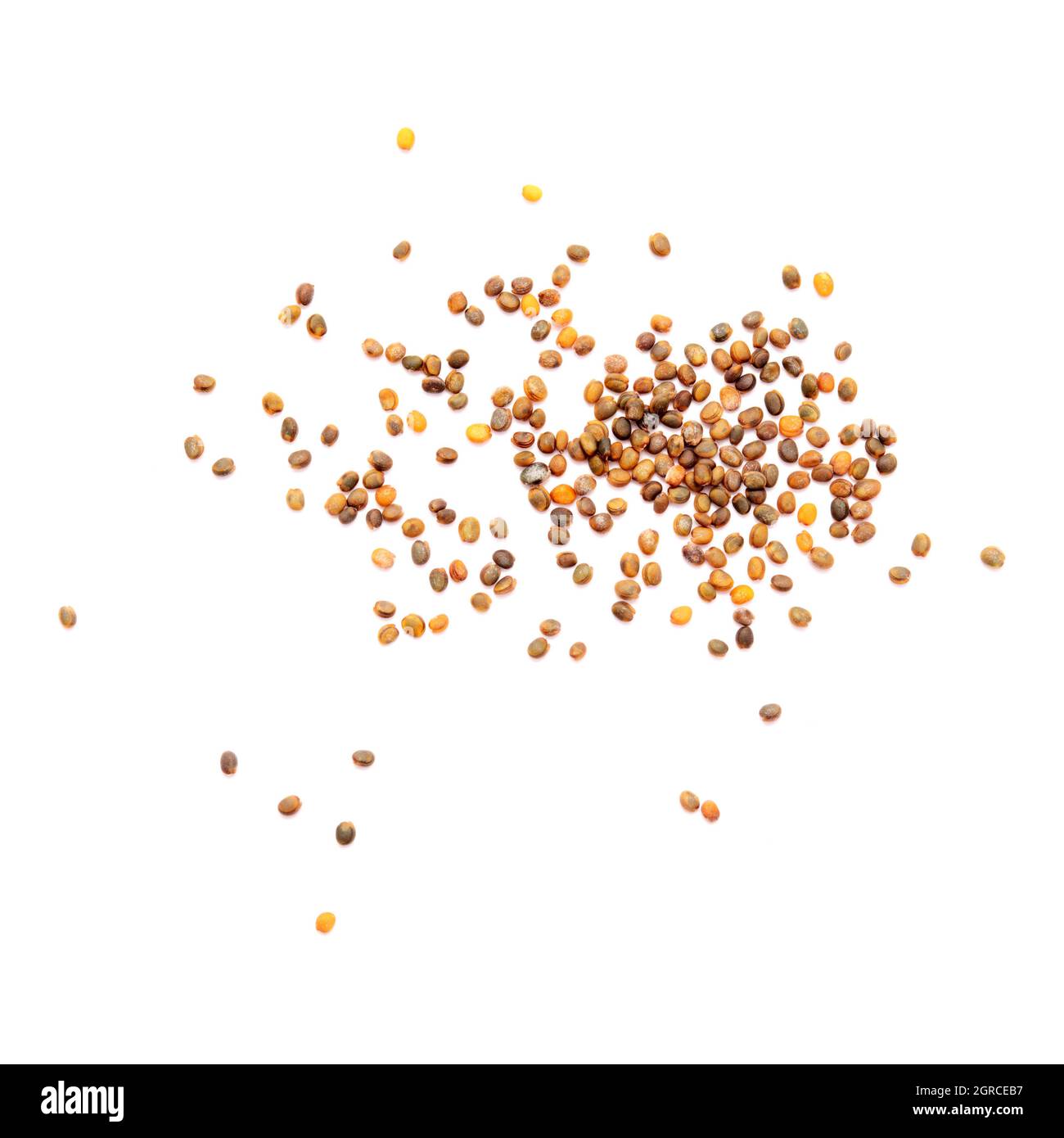 Kleine Samen von Rucola, lokale Produkte der Kanarischen Inseln, Spanien Stockfoto