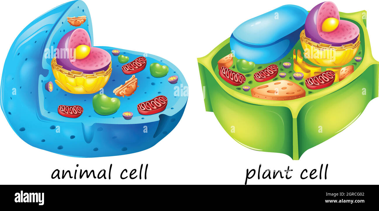 Tierische und pflanzliche Zellen Stock Vektor