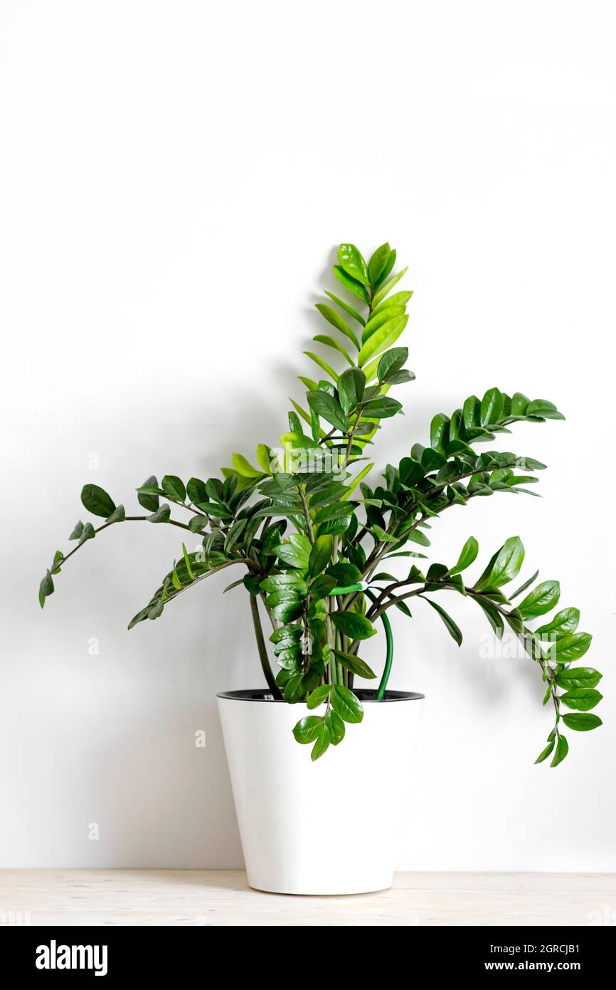 zamioculcas zamiifolia oder zz plant in white flower pot stehen