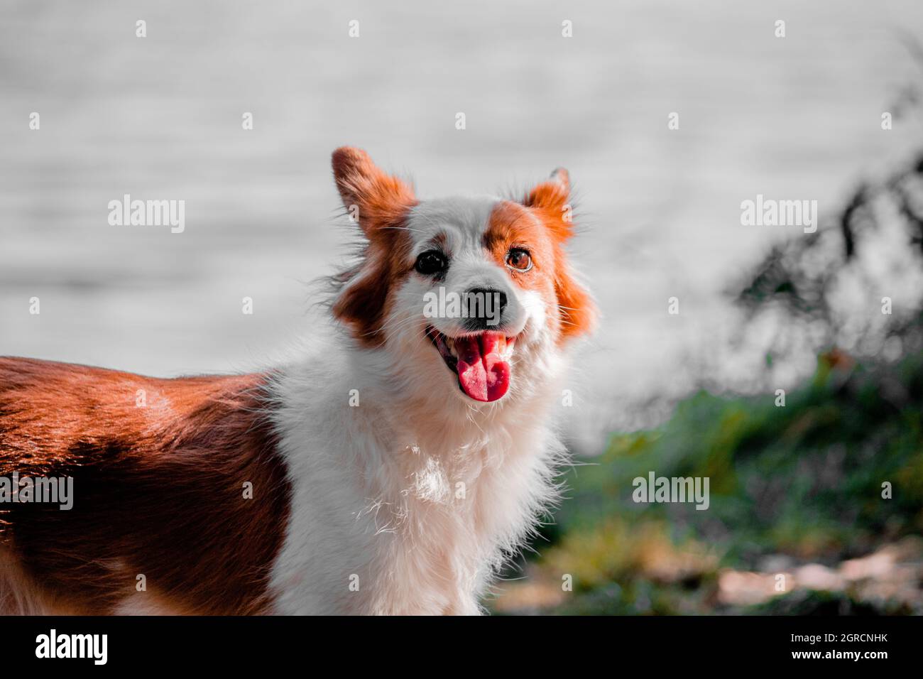 Glücklich lächelnder Hund mit offenem Mund schaut in der Natur auf die Kamera. Stockfoto