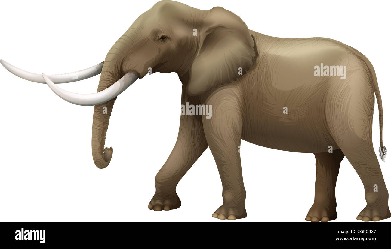 Der Elefant Stock Vektor