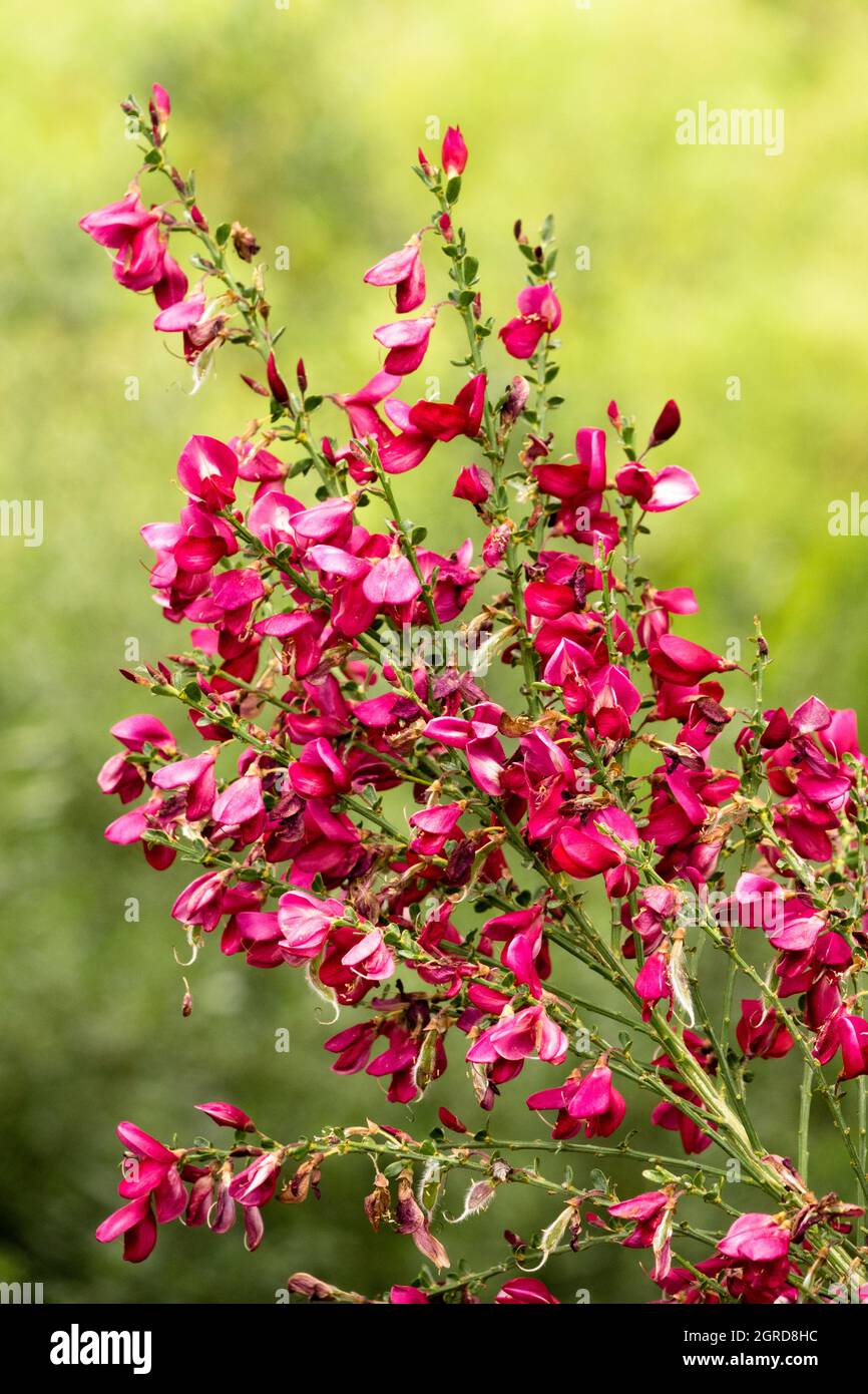 Roter cytisus „Boskoop Ruby“ Stockfoto