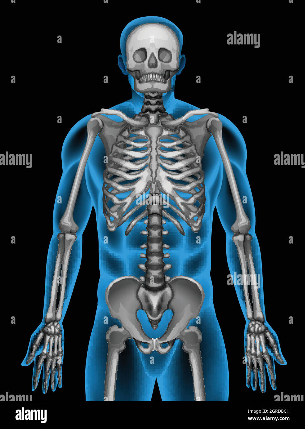 Das Skelettsystem eines Mannes Stock Vektor
