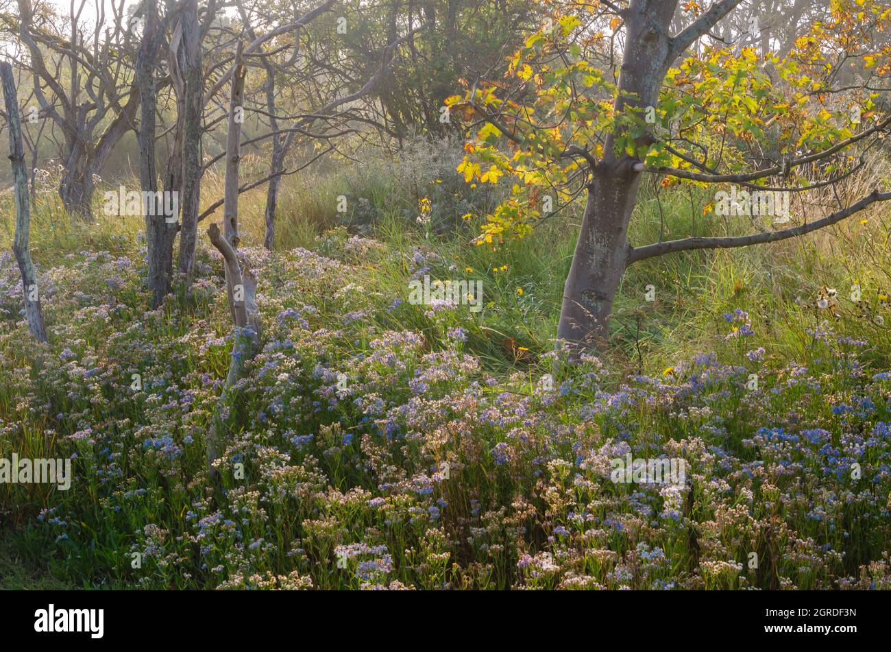 Herbstbäume mit Michaelmas-Gänseblümchen Stockfoto