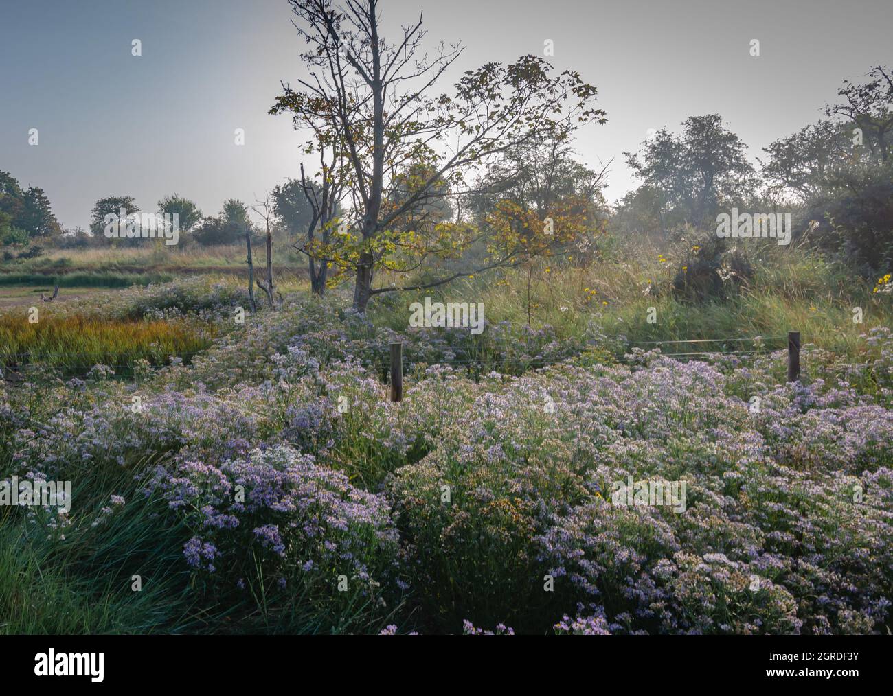 Herbstszene mit wilden Blumen Stockfoto