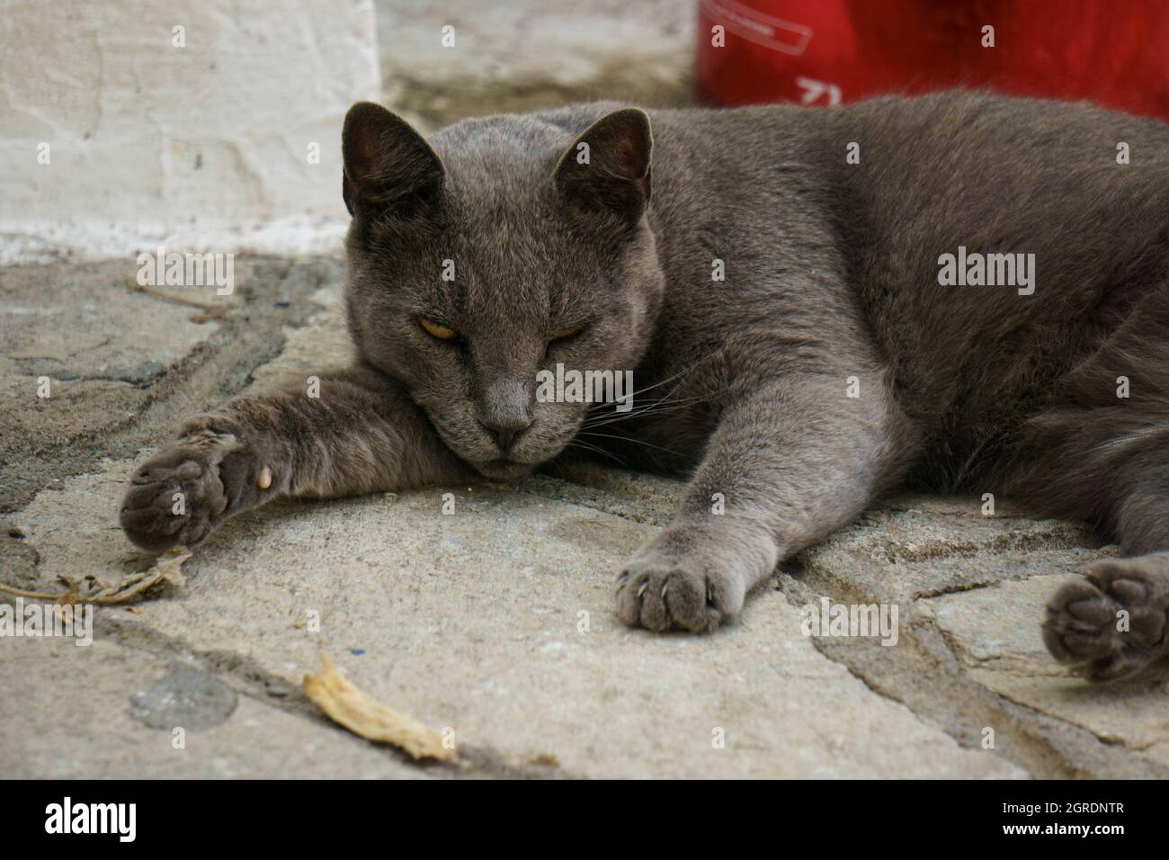 Eine faule graue Katze mit einem geschlossenen Auge Stockfoto