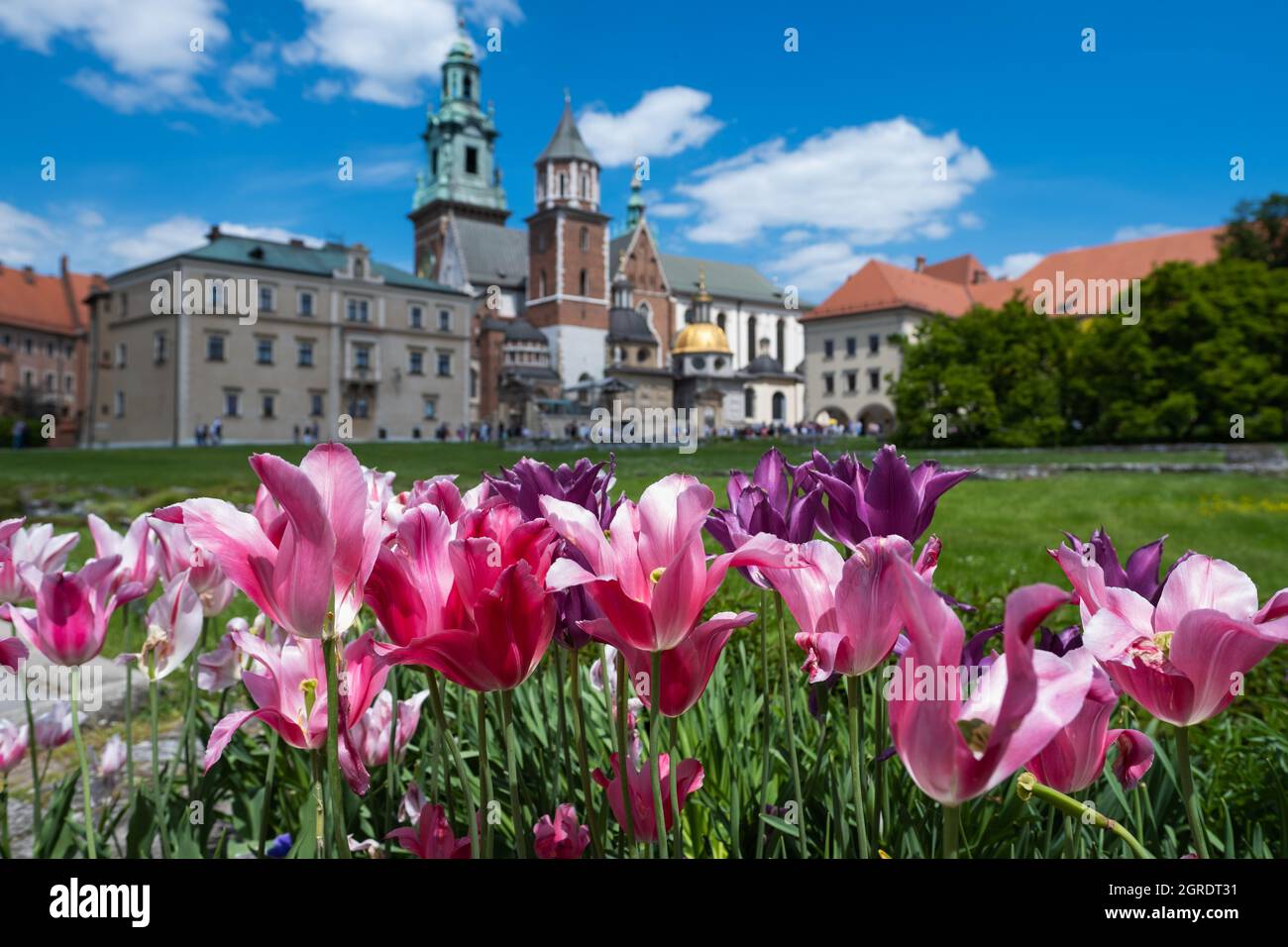 Blühende Tulpenblume auf dem Hügel des königlichen Schlosses Wawel in Polen Stockfoto