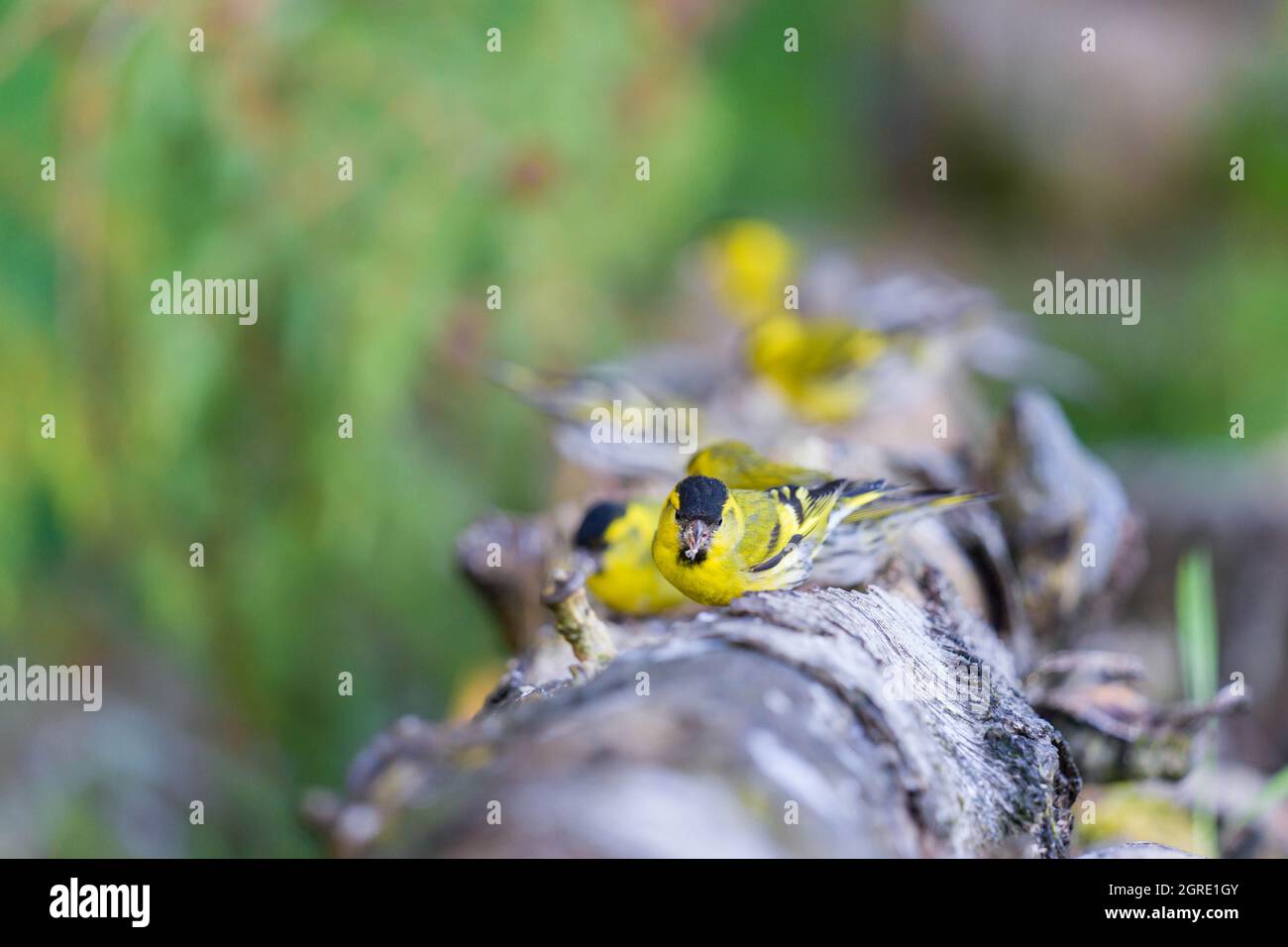 Männliche Siskin (Carduelis spinus) an der Futterstation, Perthshire, Schottland, Großbritannien. Juni 2021 Stockfoto