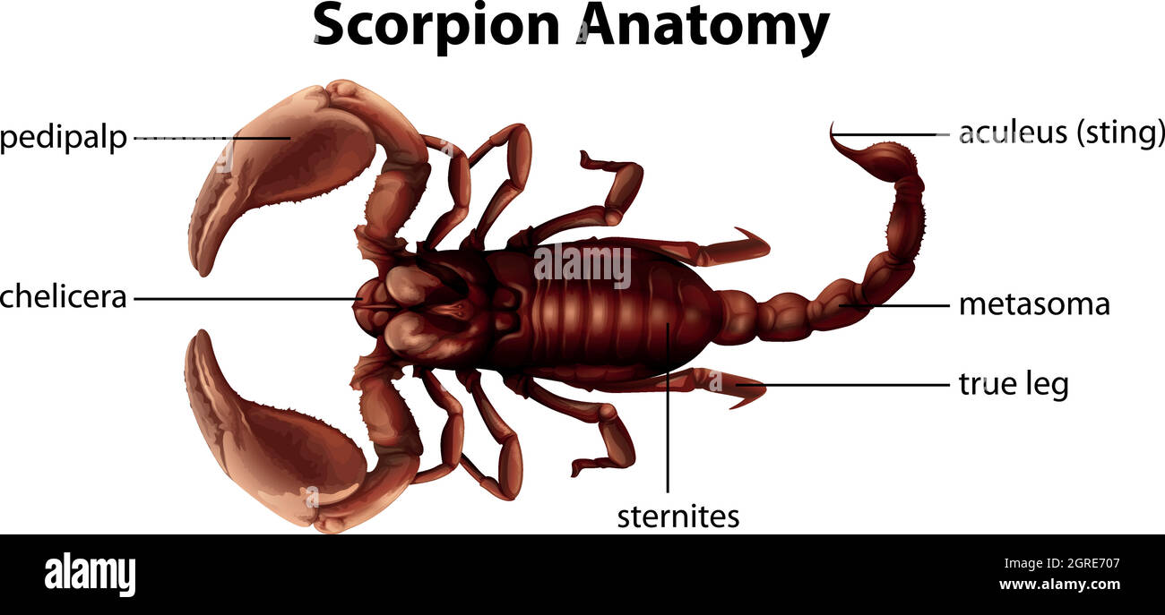 Anatomie Des Skorpions Stock-Vektorgrafik - Alamy