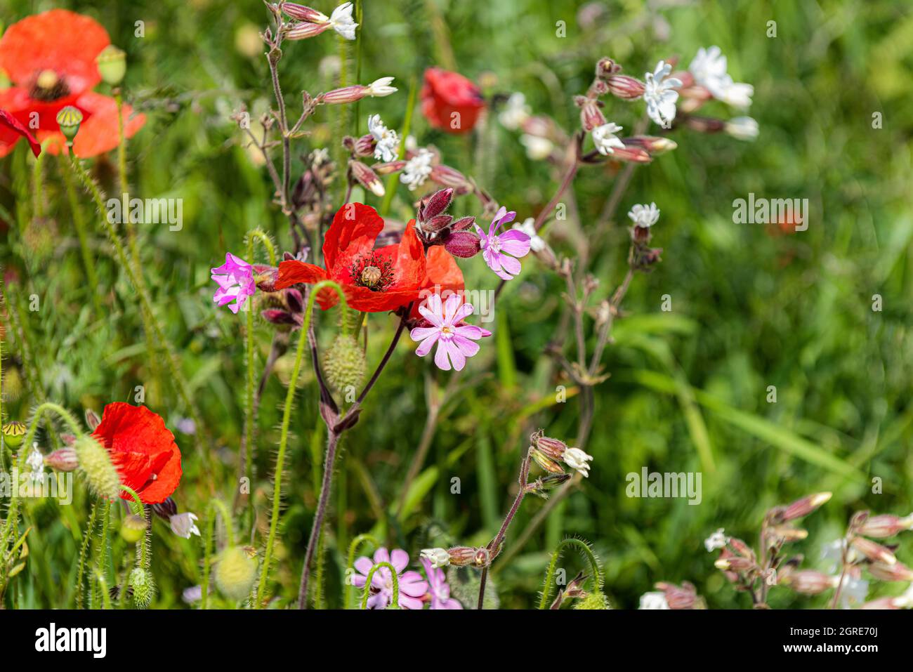 Gemeine Mohnblumen Papaver Rhoeas und rosa Campion Silene dioica Wildblumen wachsen auf einem Feld. Stockfoto