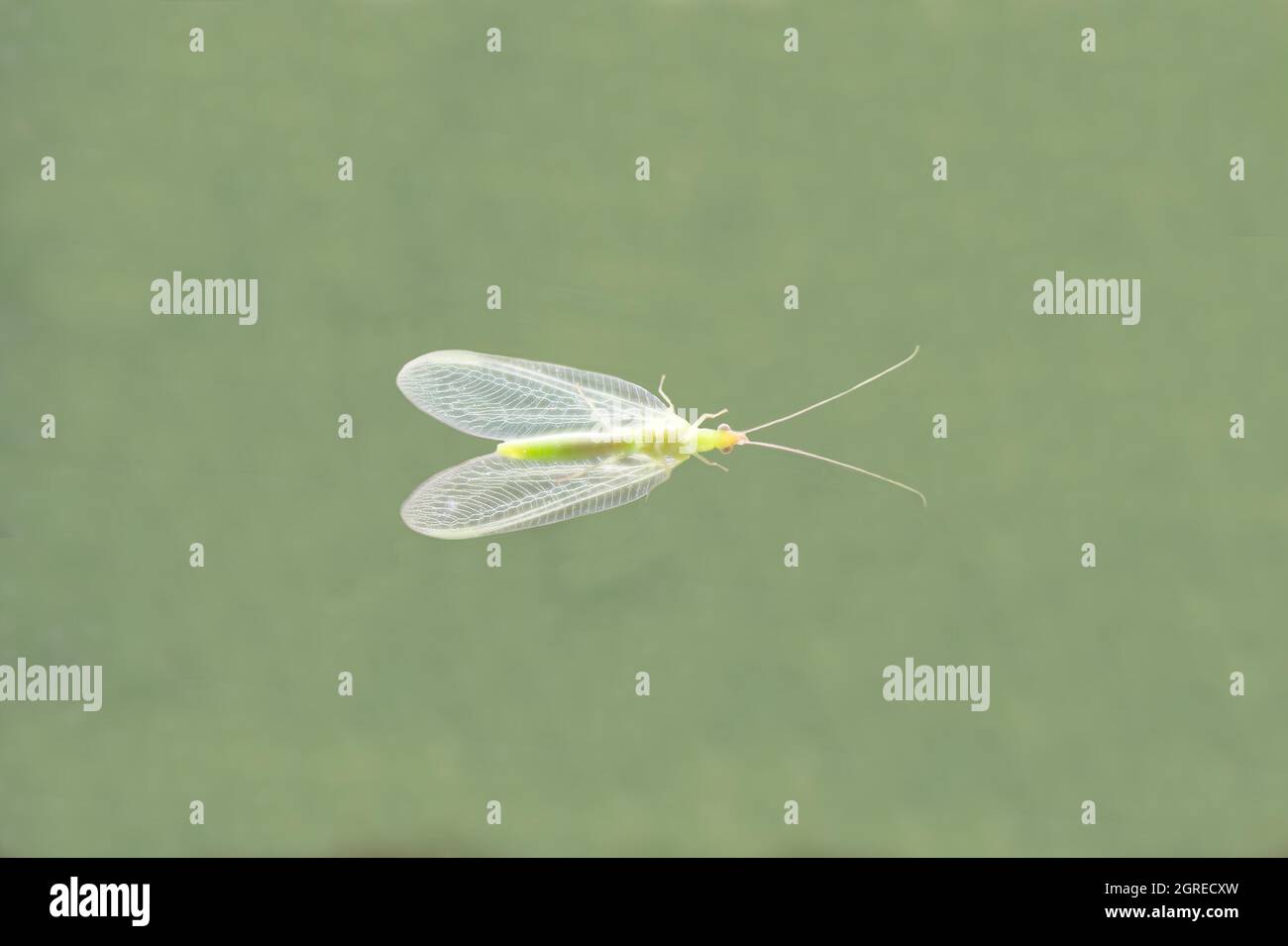 Grünes Lacewing-Insekt auf Fensterglas von unten betrachtet. Chrysoperla carnea Stockfoto