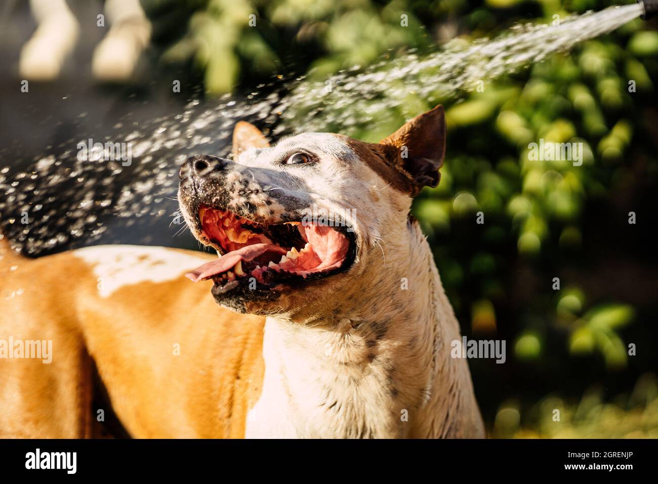 Nahaufnahme eines Hundes, der mit einem Wasserstrahl in einem Garten spielt Stockfoto