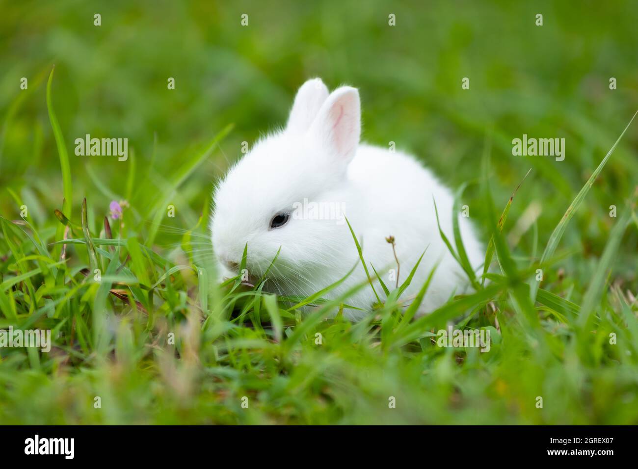 Niedliches Weißes Baby Kaninchen Im Grünen Gras Der Wiese. Freundschaft Mit  Niedlichen Osterhasen Stockfotografie - Alamy