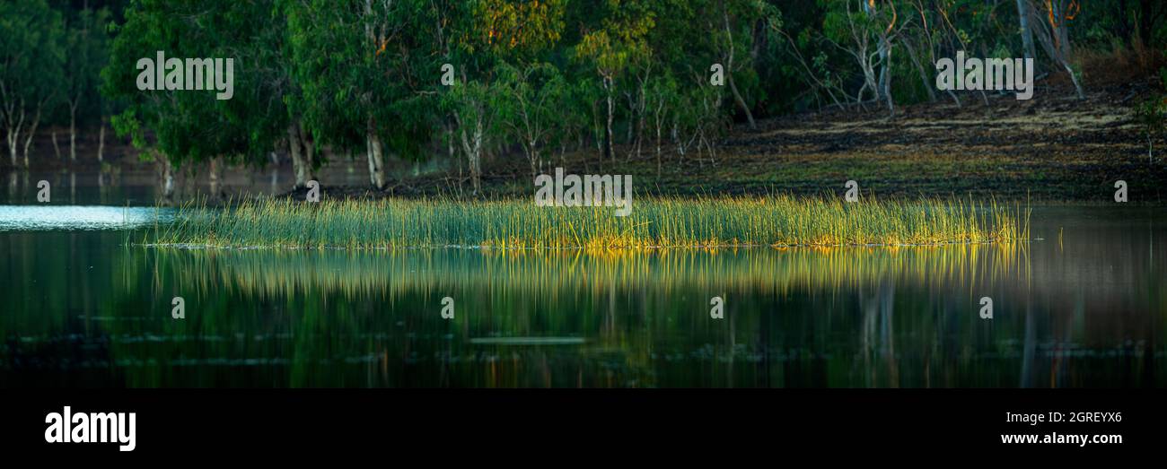 Schilfinsel in Lake Patricia, Weipa, Cape York Peninsula, North Queensland, Australien Stockfoto