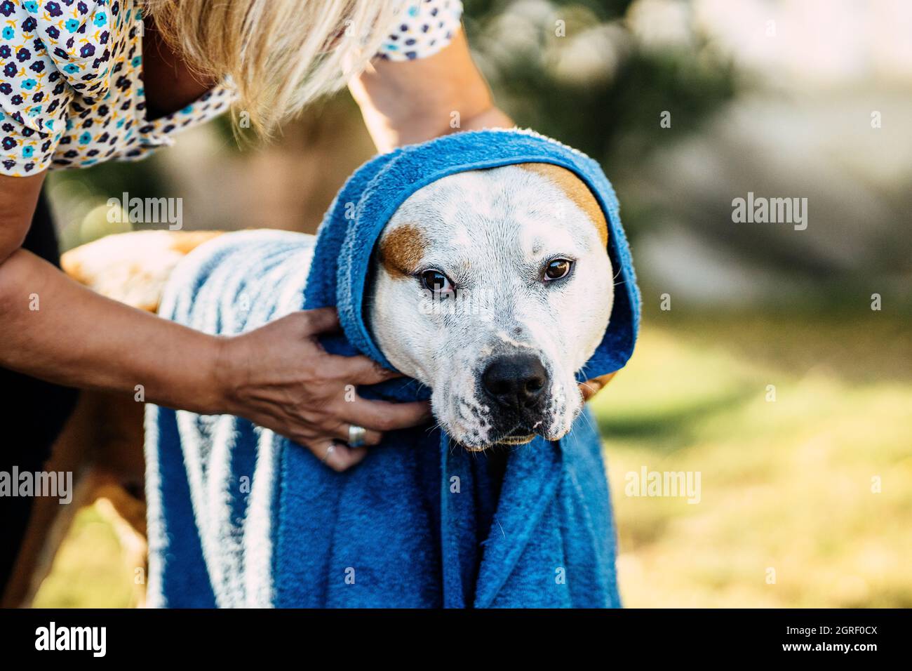 Frau wickelte und trocknete einen Hund mit einem blauen Handtuch in einem Garten Stockfoto