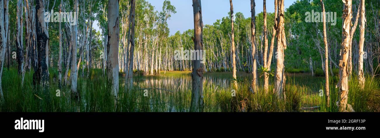 Teebaum-Sumpfgebiet an der Küste in Weipa, Cape York Peninsula, North Queensland, Australien Stockfoto