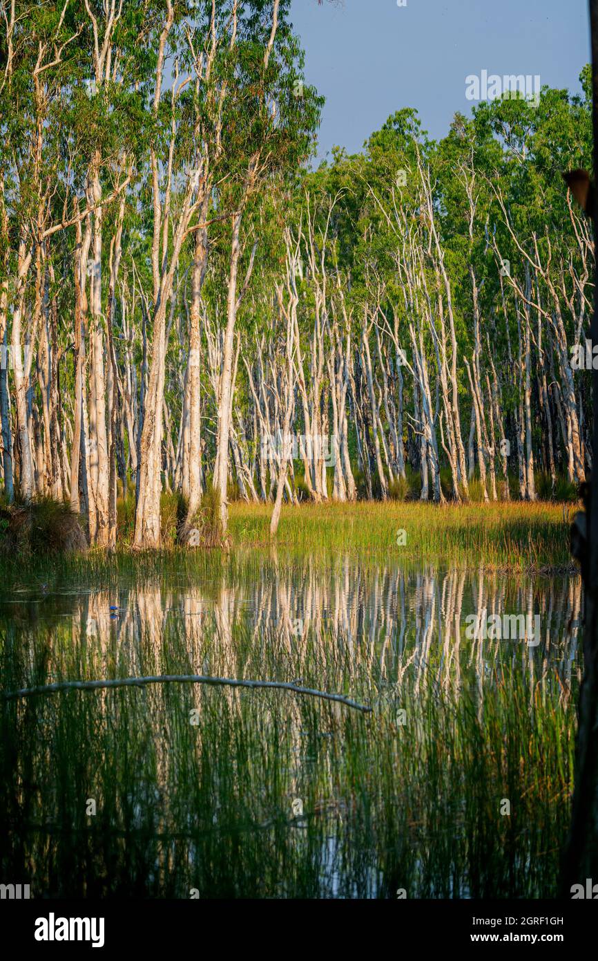 Teebaum-Sumpfgebiet an der Küste in Weipa, Cape York Peninsula, North Queensland, Australien Stockfoto