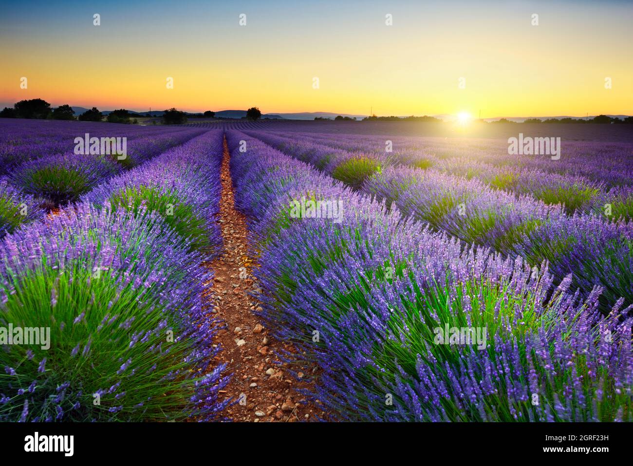 Lavendelfeld bei Sonnenuntergang, Provence, Frankreich Stockfoto