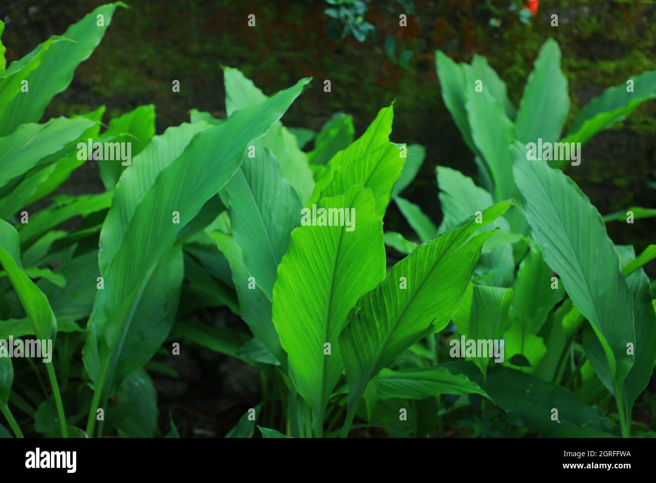 Ein Foto von den Blättern einer ausgewachsenen Kurkuma-Pflanze. (Kurkuma ist eine blühende Pflanze. Curcuma longa aus der Ingwerfamilie.) Colombo, Sri lanka. Stockfoto
