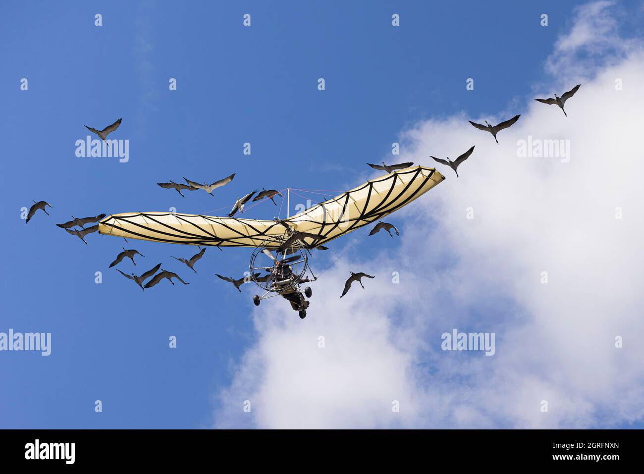 Frankreich, Vendee, Les Epesses, Le Puy du Fou, Kraniche fliegen mit einem Ultraleicht während der Le Bal des Oiseaux Fantomes Show Stockfoto