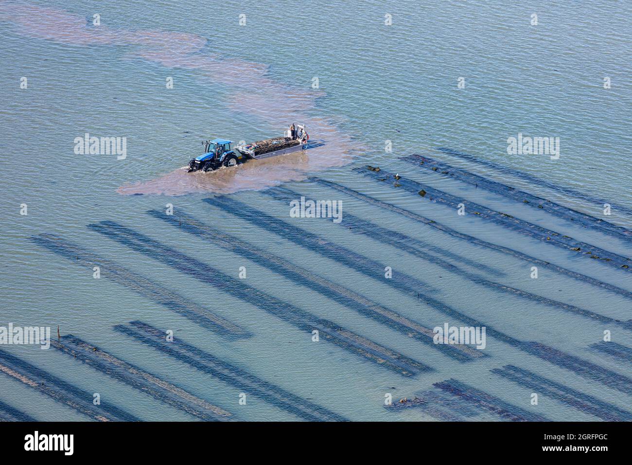 Frankreich, Vendee, Beauvoir sur Mer, die Passage du Gois, Austernboot in einem Austernfeld (Luftaufnahme) Stockfoto