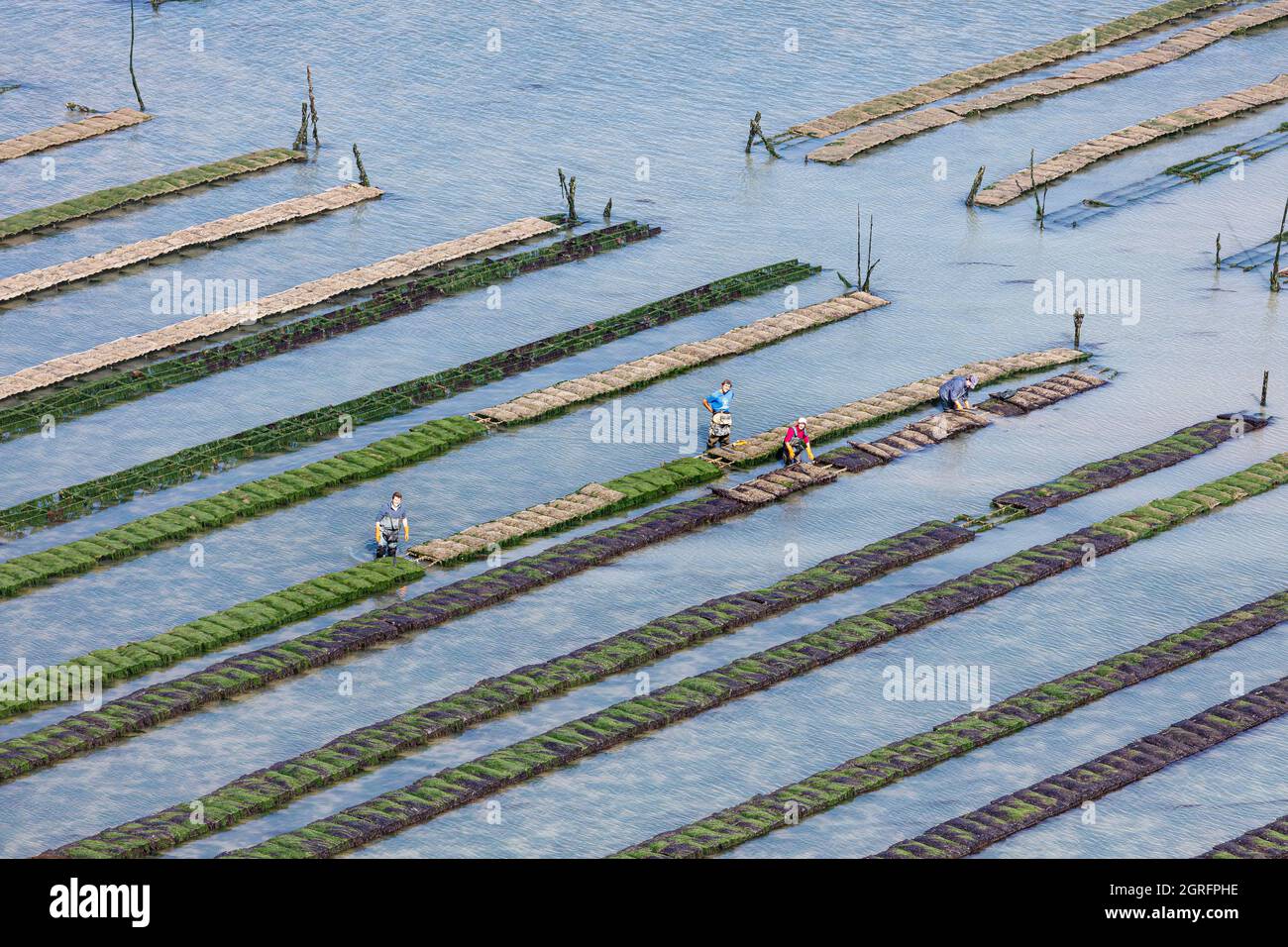 Frankreich, Vendee, Bouin, Austernfelder in der Bucht von Bourgneuf (Luftaufnahme) Stockfoto