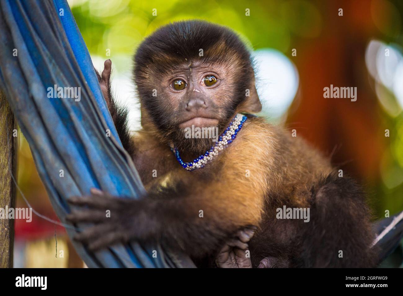 Frankreich, Guayana, Amazonischer Park Guayana, Camopi, Porträt eines jungen braunen Kapuzineraffen (Cebus apella), der von einer indischen Wayãpi-Familie nach der Jagd auf ihre Mutter gesammelt wurde Stockfoto