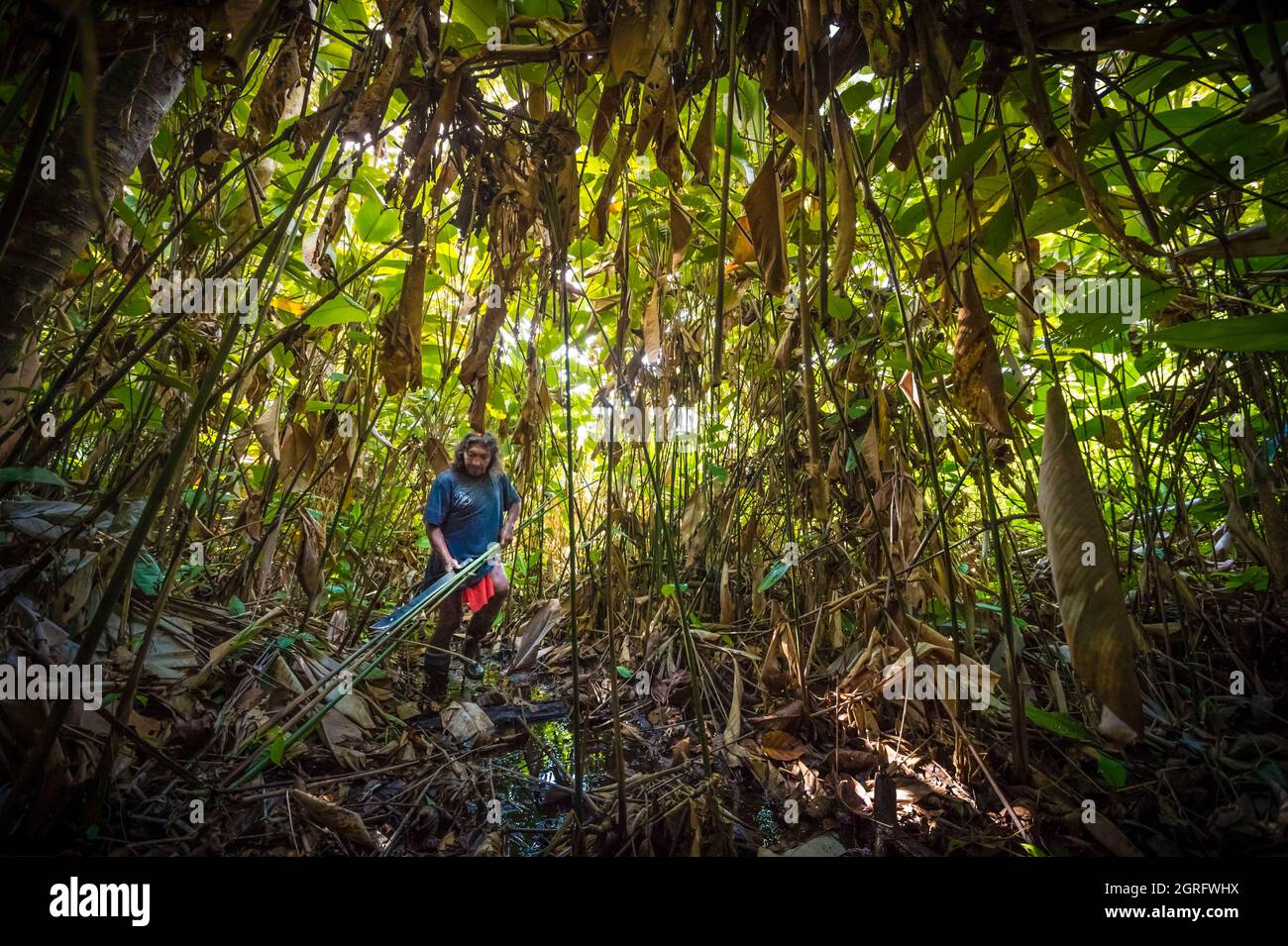 Frankreich, Frenche Guiana, Parc Amazonien de Guyane, Camopi, Wayãpi Indianer sammeln aroumanstämme, die für die Herstellung von Pfeilen verwendet werden Stockfoto