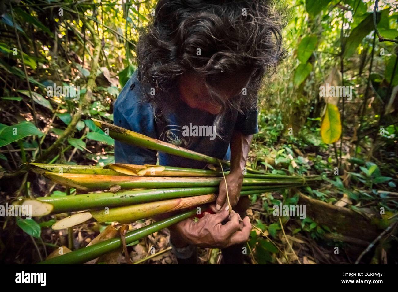Frankreich, Frenche Guiana, Parc Amazonien de Guyane, Camopi, Wayãpi Indianer sammeln aroumanstämme, die für die Herstellung von Pfeilen verwendet werden Stockfoto