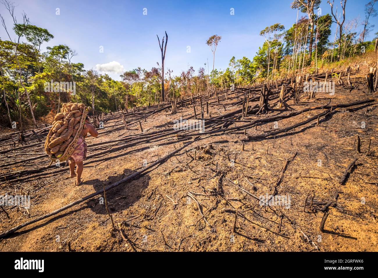 Frankreich, Französisch-Guayana, Parc Amazonien de Guyane, Camopi, Cassava-Ernte in einer Abattis (handwerkliches Anbaugebiet inmitten des tropischen Waldes), indianische Wayãpi Stockfoto