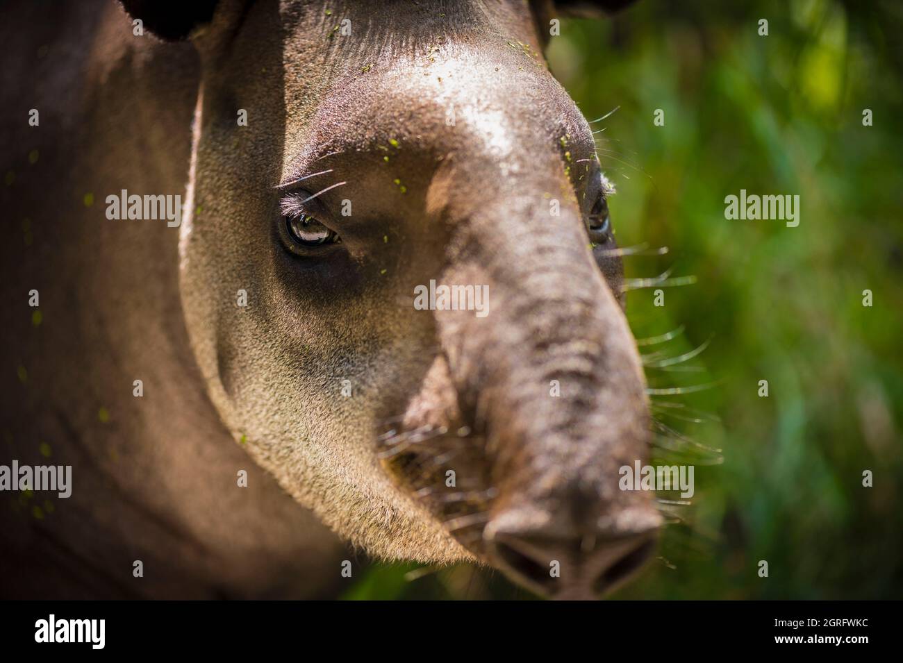 Frankreich, Französisch-Guayana, Cayenne, Zoologischer und Botanischer Park von Französisch-Guayana, Porträt eines amerikanischen Landes Tapir (Tapirus terrestris) Stockfoto