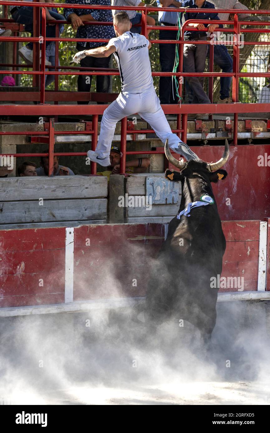 Frankreich, Gard, Beauvoisin, natürlich Camarguaise mit den Bullen der Cuille Ranch Stockfoto