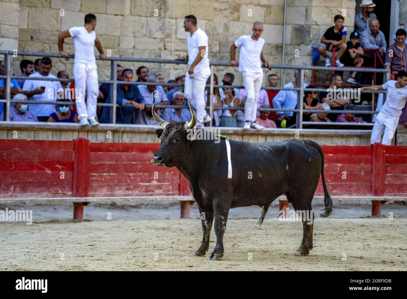 Frankreich, Gard, Saint Laurent d'Aigouze, Course Camarguaise mit Etalon-Bullen, Etalon von der Cuille-Ranch Stockfoto