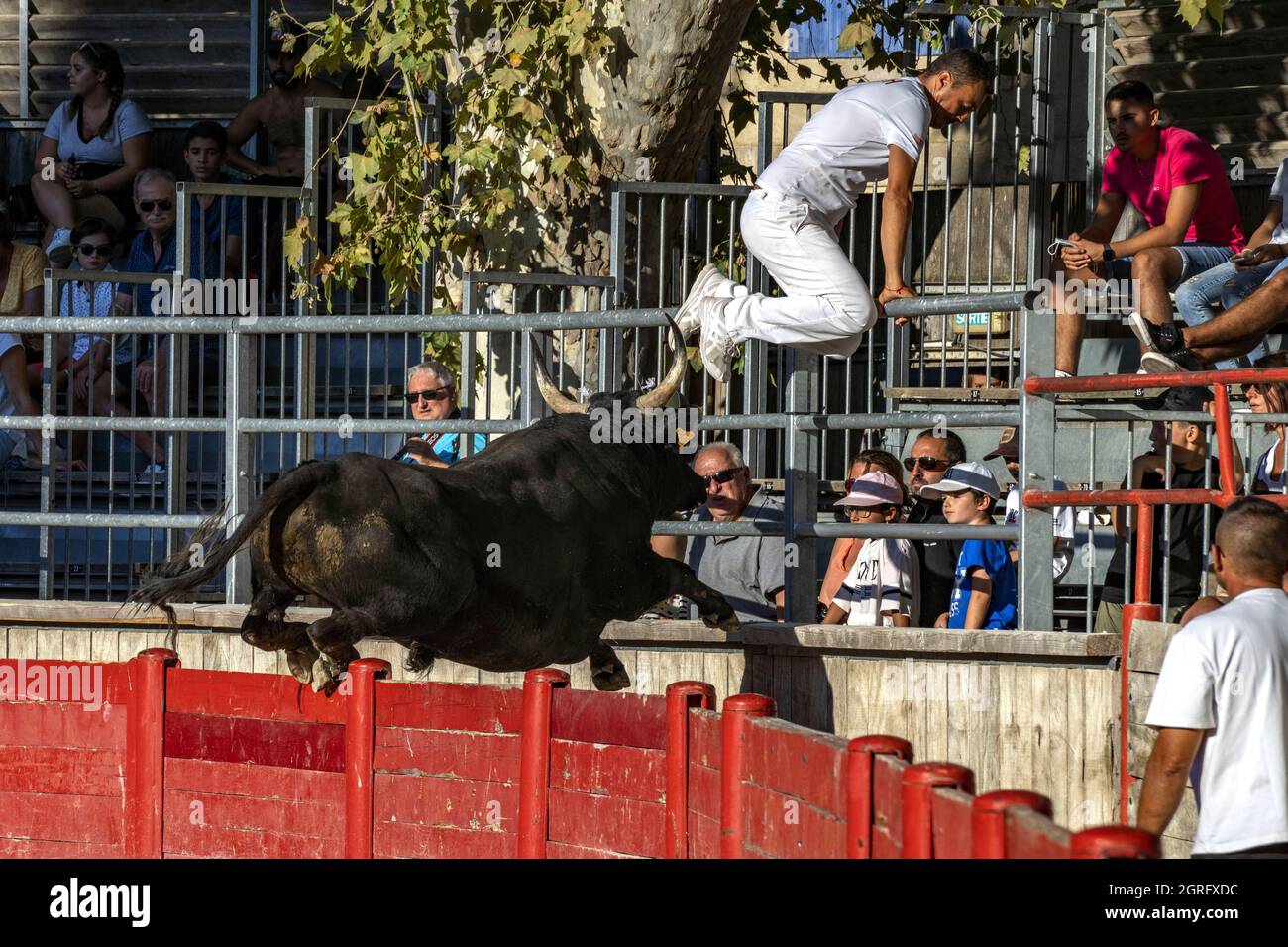 Frankreich, Gard, Saint Laurent d'Aigouze, Course Camarguaise mit Etalon-Bullen Stockfoto