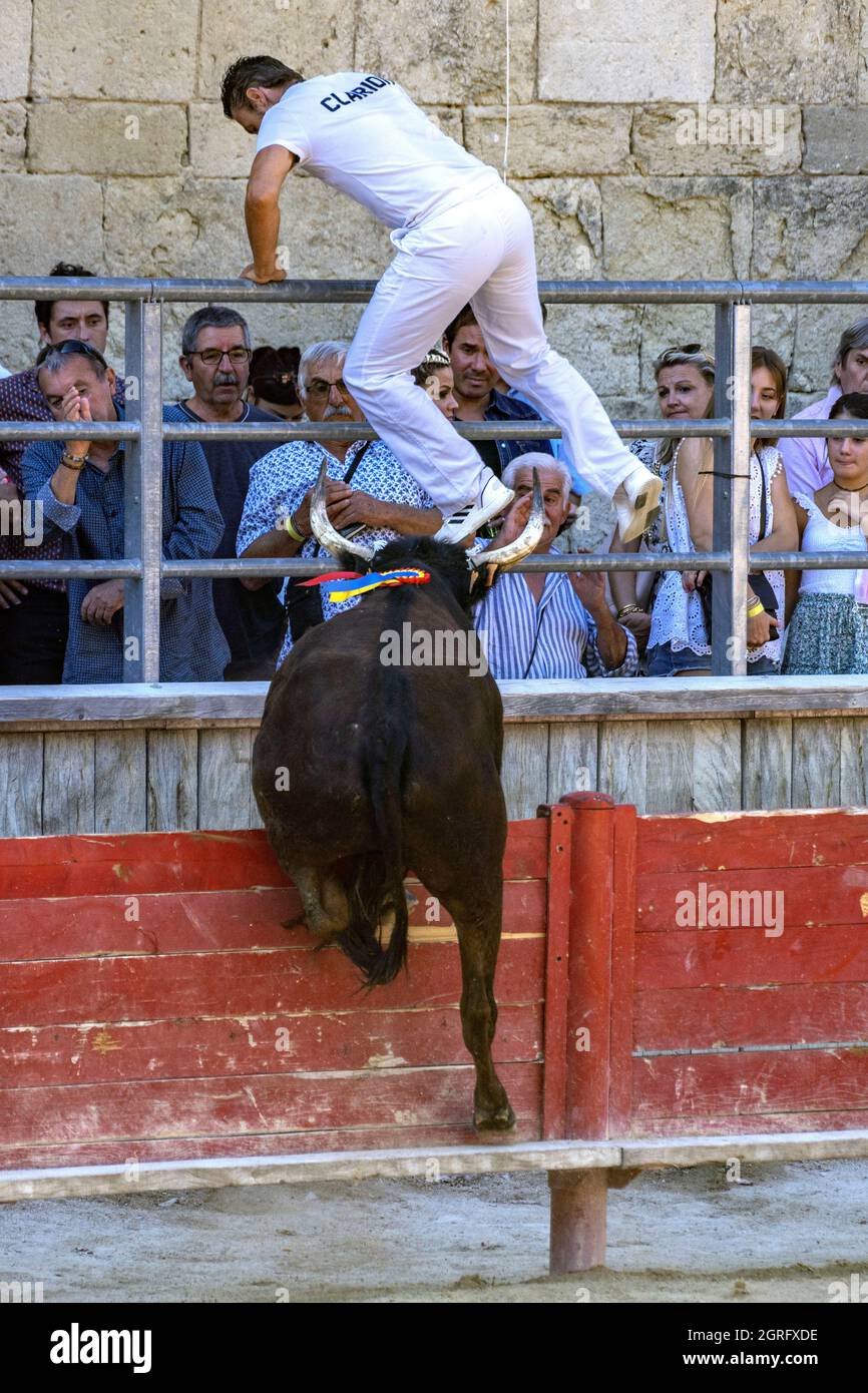 Frankreich, Gard, Saint Laurent d'Aigouze, Course Camarguaise mit Etalon-Bullen, der Raseteur Christophe Clarion mit einem Bullen der Mejanes Ranch Stockfoto