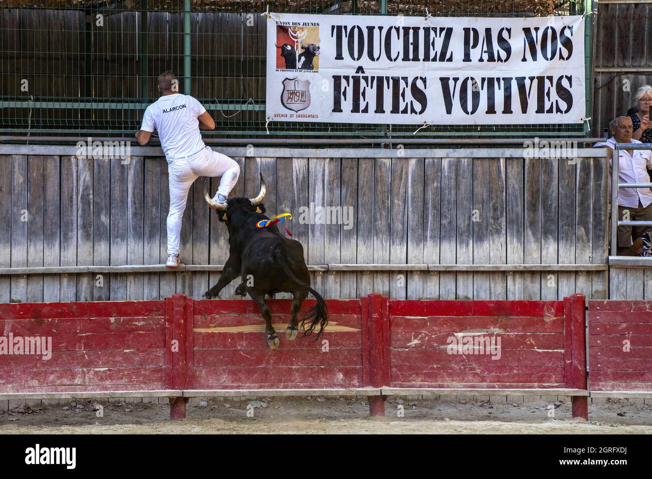 Frankreich, Gard, Saint Laurent d'Aigouze, Course Camarguaise mit Etalon-Bullen, der Raseteur Christophe Clarion mit einem Bullen der Mejanes Ranch Stockfoto