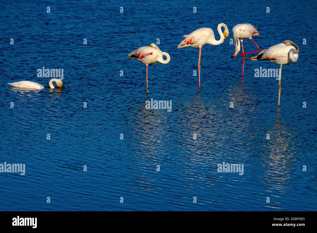 Frankreich, Bouches du Rhone, Camargue, Les Saintes Marie de la Mer, rosa Flamingos im Vogelschutzpark der Pont de Gau Stockfoto