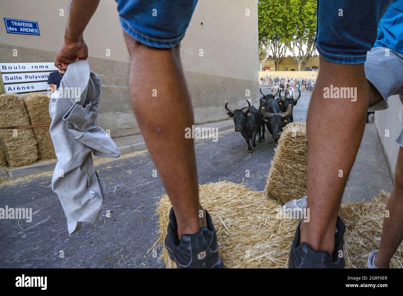 Frankreich, Gard, St Gilles du Gard, Bandido von 83 Bullen mit den Cowboys der Aubanel Ranch Stockfoto