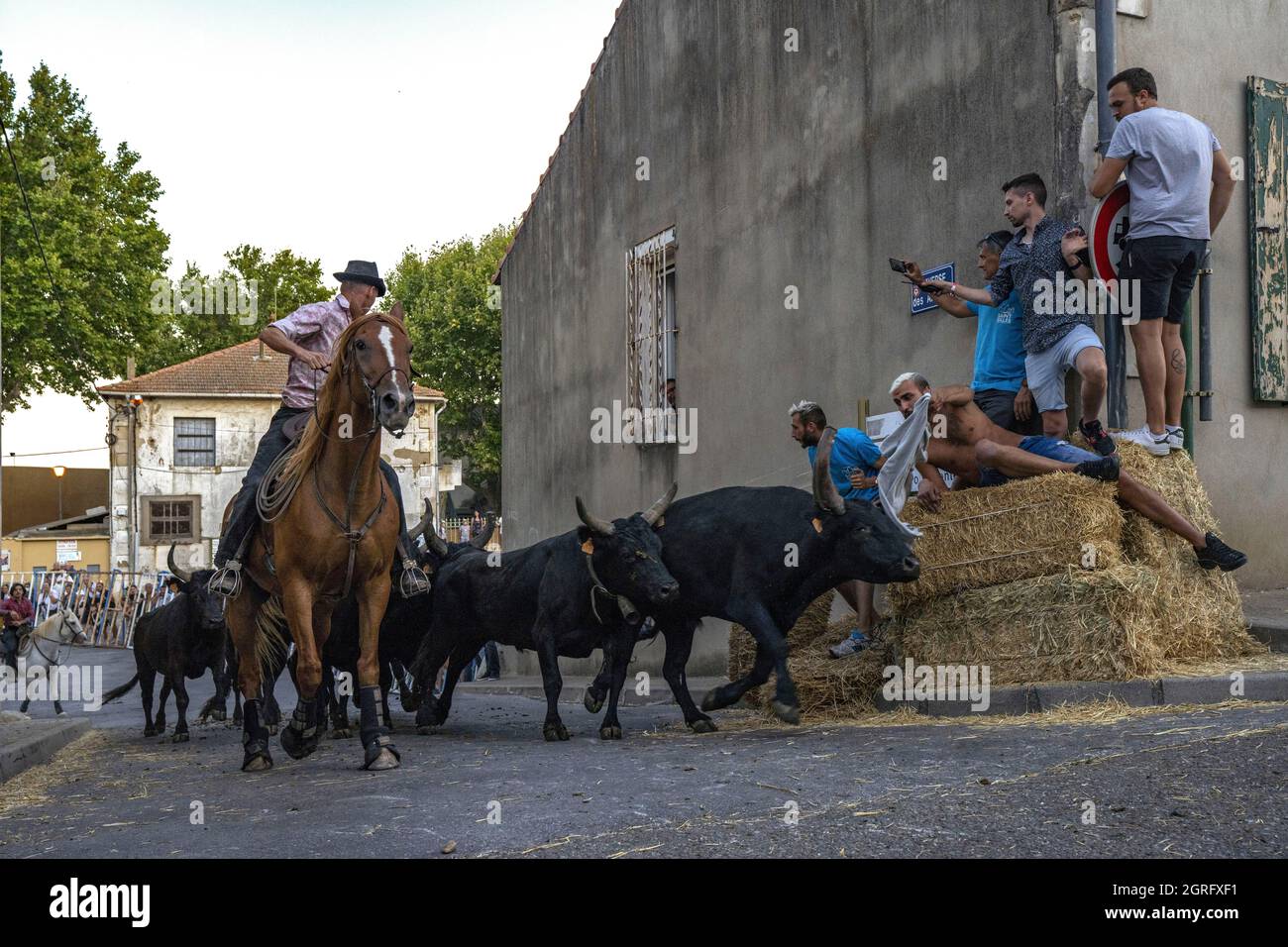 Frankreich, Gard, St Gilles du Gard, Bandido von 83 Bullen mit den Cowboys der Aubanel Ranch Stockfoto