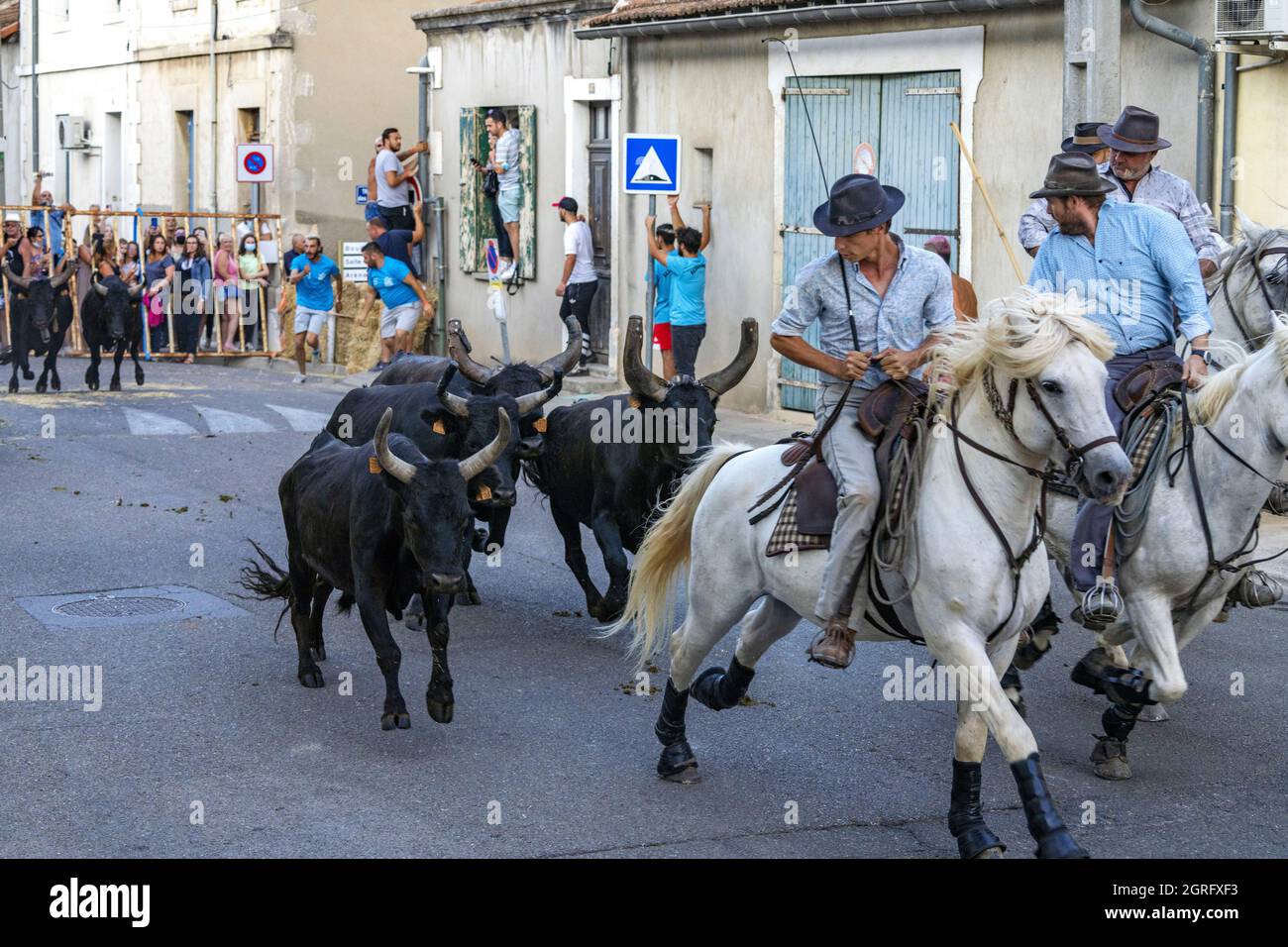 Frankreich, Gard, St Gilles du Gard, Bandido von 83 Bullen mit den Cowboys der Aubanel Ranch Stockfoto
